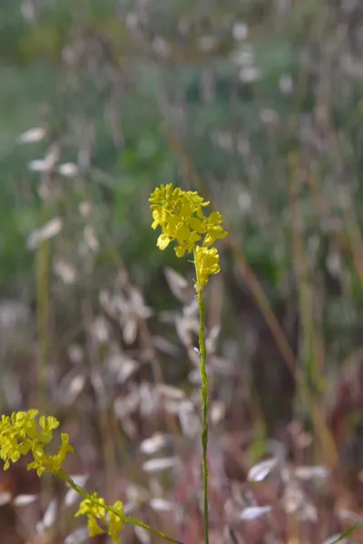 DSC_6104 (Large).JPG